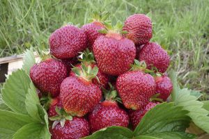 Плодово–ягодные риски