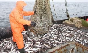 ФАС расставляет сети в рыбной отрасли
