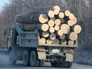 Дремучий лес: чего боятся приморские лесопромышленники?