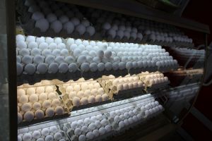 Решена судьба единственного в Приморье производителя яиц