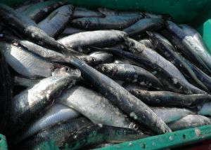 Рыбаки Приморья продолжают увеличивать улов сельди