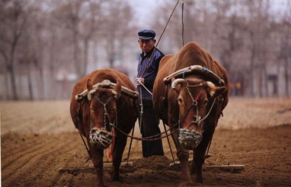 Китайский агрохолдинг затребовал земельные участки