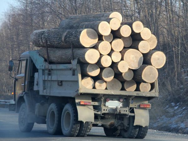фото: пресс-служба ЗСПК |  Минвостокразвития предупредило дальневосточных лесопромышленников