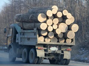 Дальневосточные лесопромышленники предупредили Мишустина