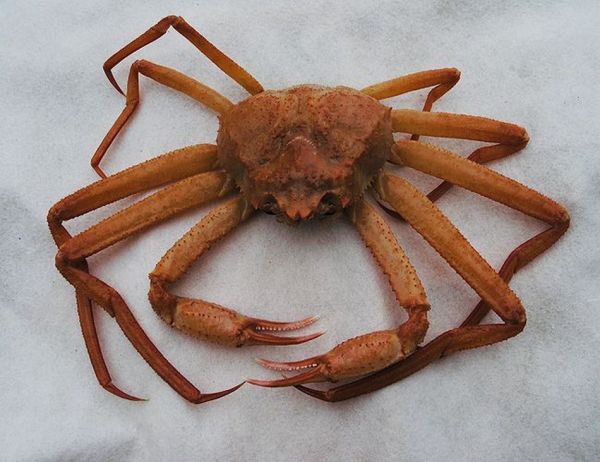  Большой провал: глубоководные крабы признаны инвесторами убыточными