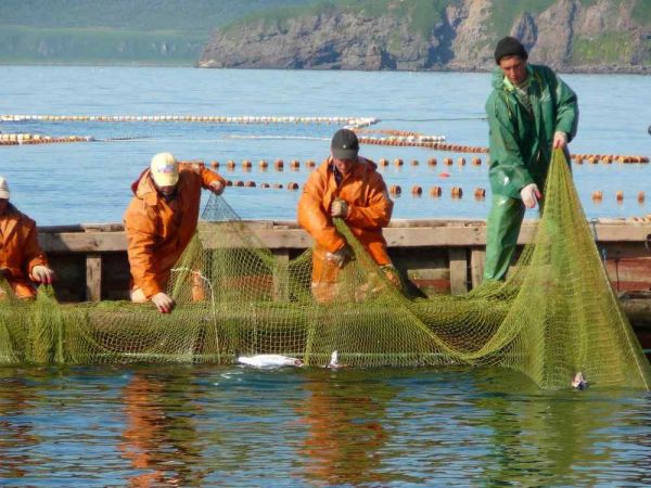 фото: KONKURENT |  Рыбаки гнутся под грузом отчетов. Счет идет на миллиарды