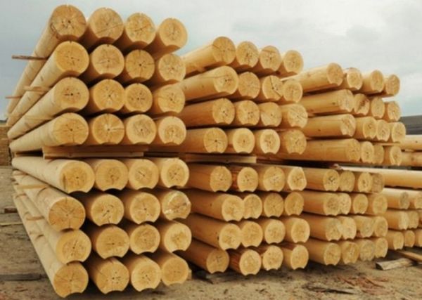 фото KONKURENT |  Интернет порубит лес на дрова