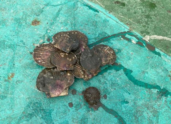 фото: предоставлено "Терминалом Астафьева" |  Работа «Терминала Астафьева» не наносит вреда моллюскам в бухте Находка