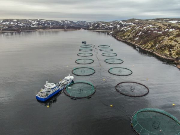 фото: russaquaculture.ru |  Крупная федеральная компания зашла в Приморье