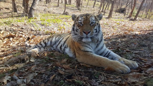 Фото предоставлено «Реми» |  Торговая сеть «Реми» поддерживает защиту редких тигров
