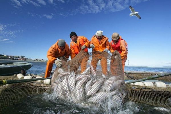 фото pixabay.com |  Китай объявил войну российским рыбопромышленникам?