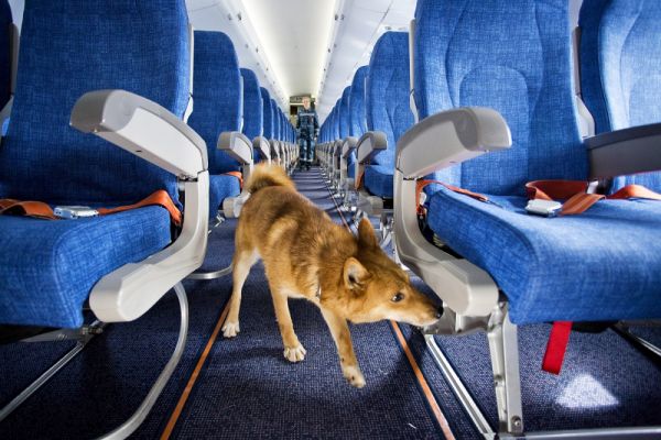 фото: aeroflot.ru |  «Мой пес – не чемодан!»: россиянка требует от «Аэрофлота» принять срочные меры