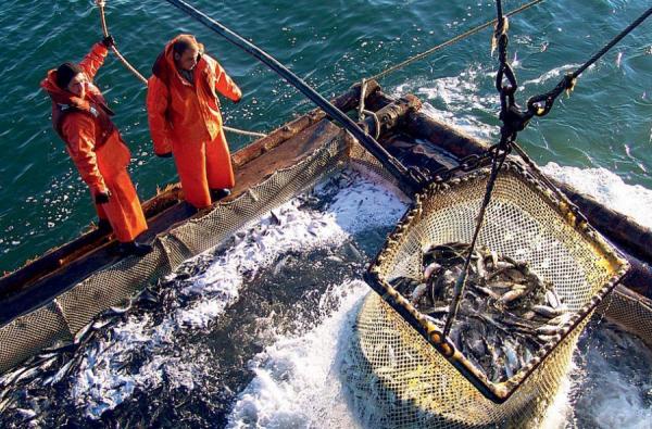 фото: Росрыболовство |  «Только жесткими мерами». Китай поставил в неудобное положение российских рыбаков