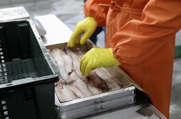 фото: А. Сафронов/primorsky.ru |  Китай выпотрошил рыбопромышленников. Путь один – Африка