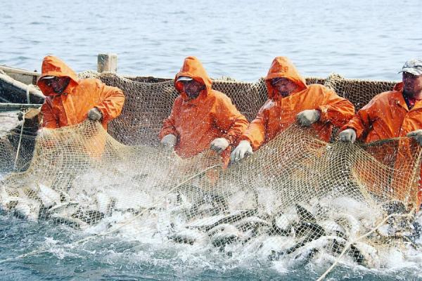 фото: Росрыболовство |  Назван возможный объем вылова лосося на Дальнем Востоке