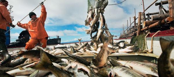 фото: Росрыболовство |  Минтай в мутной воде: как изменятся правила игры в рыбной отрасли