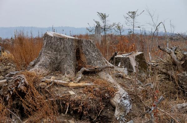primorsky.ru |  Делянка прибылей: лесопромышленников сломают новой системой
