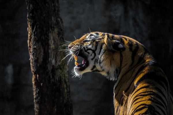 фото: pixabay.com |  В России тигр вышел к людям. Есть одна жертва