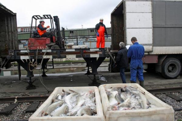 фото Росрыболовства |  Рыбаки раскатали вагоны и создали логистический коллапс