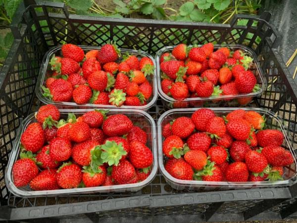 фото: предоставил Г. Райц |  «Зимой выращивать клубнику в Приморье экономического смысла нет»