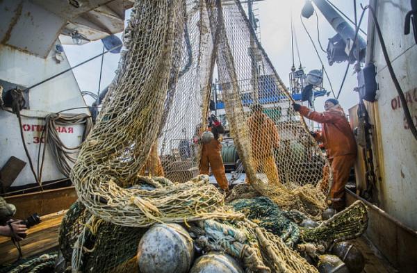 primorsky.ru |  Приморские рыбаки добыли более 3 тыс. тонн иваси и скумбрии