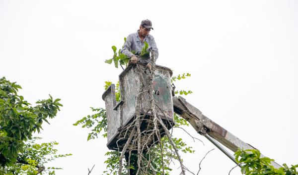 фото: Е. Кулешов/vlc.ru |  Морское кладбище Владивостока очистят от сухих и сломанных веток