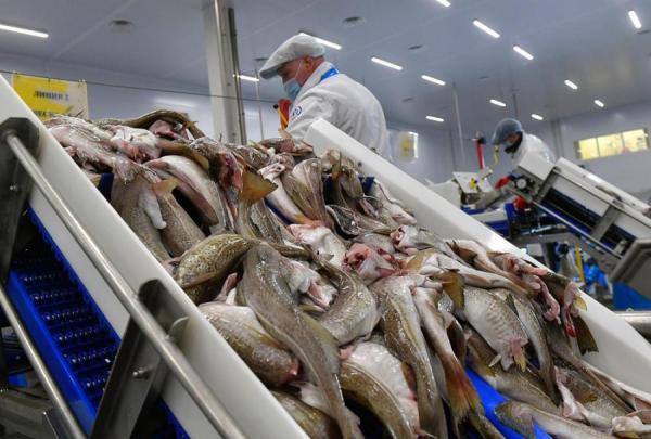 фото: Росрыболовство |  Рыбаки заработали миллиарды, несмотря на снижение экспорта