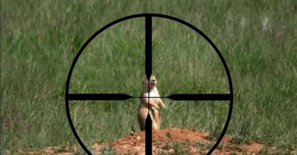 фото: pikabu.ru |  Вот и все. В России разрешили особый вид охоты