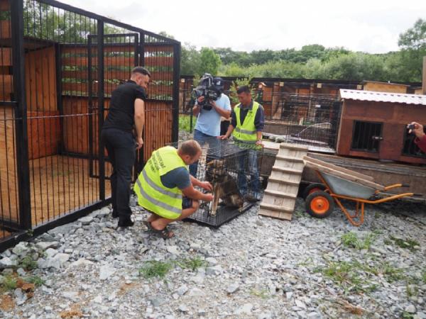 Администрация города Владивостока |  Поймать, вылечить и дать новый дом: «Друг Рич» помогает в борьбе с бесконтрольным размножением бездомных животных