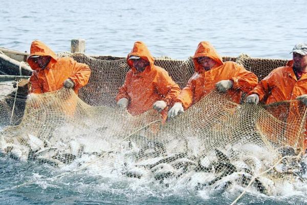 фото: с сайта Росрыболовства |  Не видит берегов? Китай получил «рыбное» предупреждение