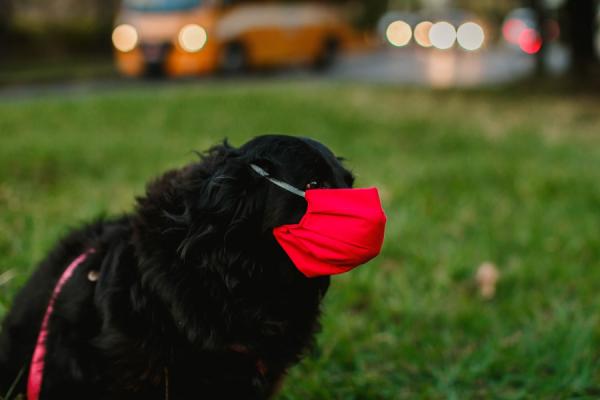 фото: pexels.com |  «Масочный» режим для собак: к чему готовиться владельцам питомцев