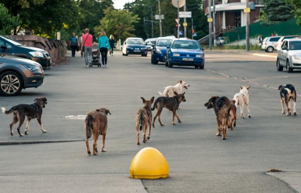 Pexels |  «Дети не должны быть жертвами бездействия». Россияне отреагировали на мнение Володина