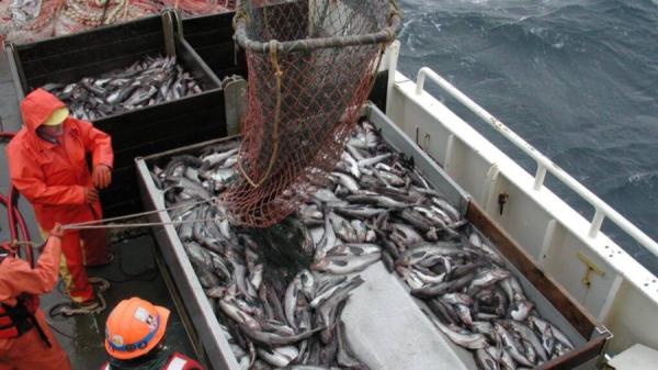 фото: с сайта Росрыболовства |  Предприятия закроются, сотрудников уволят. Рыбной отрасли грозит катастрофа