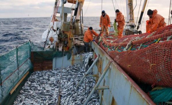 фото: с сайта Росрыболовства |  Налог на вылов рыбы вырастет в несколько раз