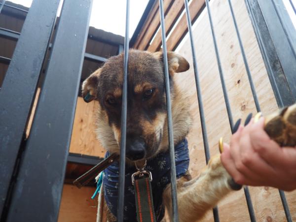 фото: vlc.ru |  «Аристократ» готов к чипированию животных во Владивостоке