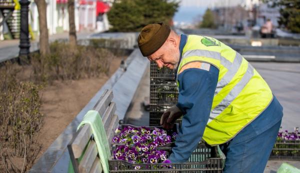 фото: Максим Долбнин / vlc.ru |  Тысячи однолетников украсят Владивосток ко Дню Победы