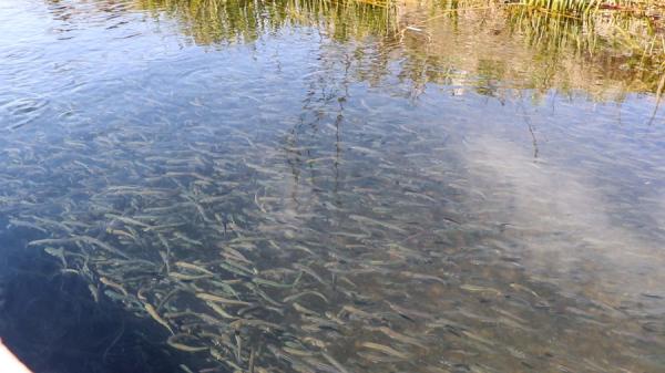 Фото: АО «Восточный Порт» |  «Восточный Порт» выпустил в море более двух миллионов мальков лососевых