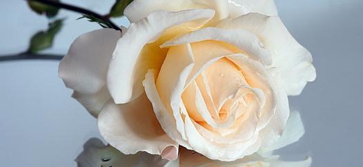 Фото: freepik.com |  Королева цветов – роза голландская