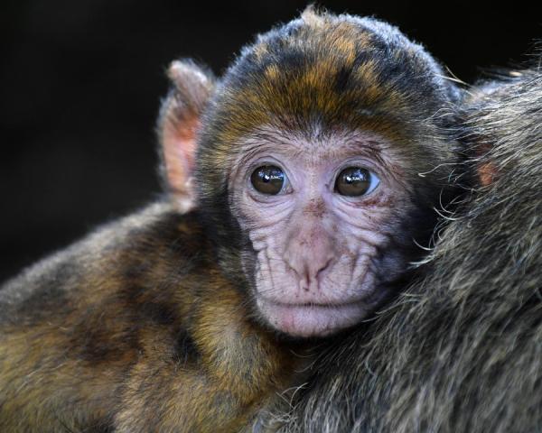 фото: pixabay.com |  Роспотребнадзор усилил санитарный контроль из-за оспы обезьян
