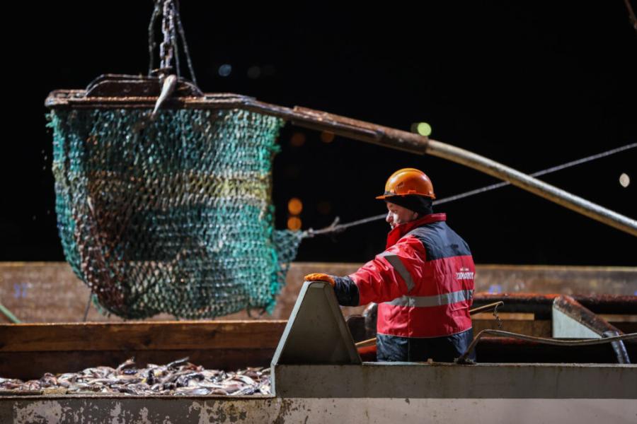 АСРФ подтвердила соответствие промысла минтая в Беринговом море стандартам устойчивого рыболовства