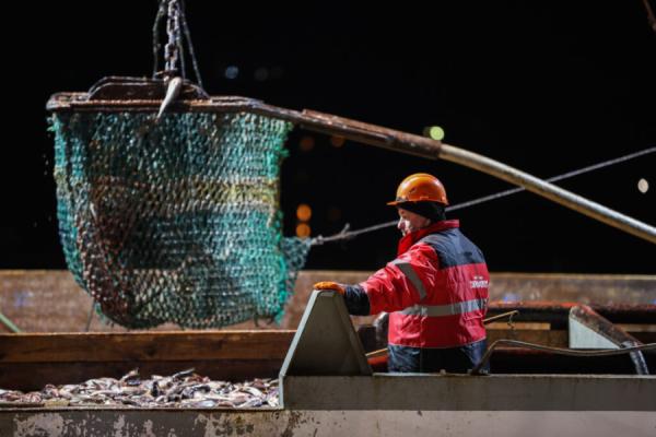 фото: с сайта Росрыболовства |  АСРФ подтвердила соответствие промысла минтая в Беринговом море стандартам устойчивого рыболовства