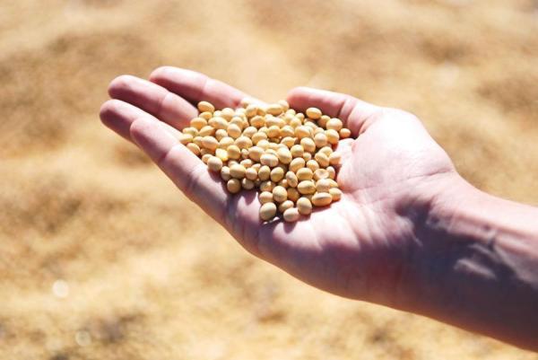 фото pixabay.com |  Дальневосточные фермеры столкнулись с серьезными проблемами при экспорте зерна
