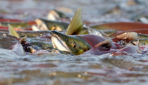 фото: с сайта Росрыболовства |  Цены на рыбу выросли рекордно