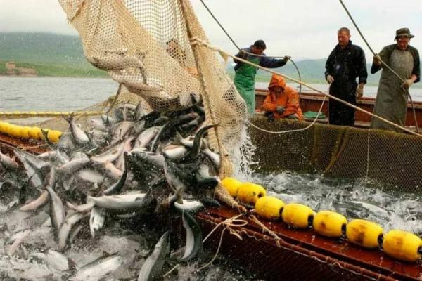 фото: с сайта Росрыболовства |  Рыбное обострение: санкции топят отрасль