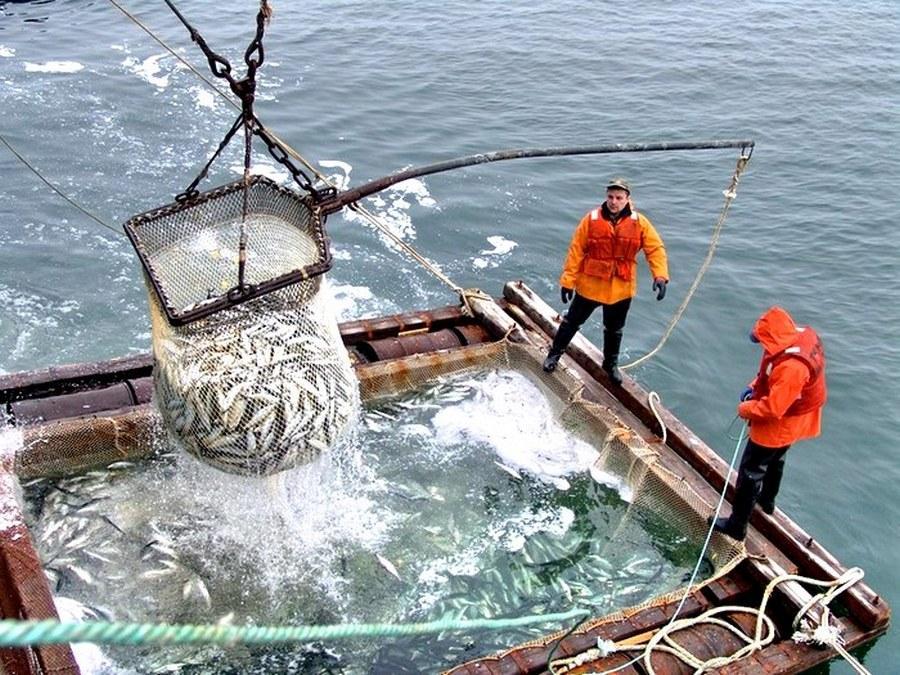 Канал промысел. Охотское море рыбный промысел. Минтай промысел в России. Рыболовный промысел. Добыча рыбы в Охотском море.