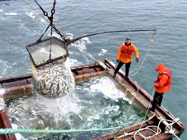 фото: с сайта Росрыболовства |  Рыбаков распотрошат новыми сборами: нашлись деньги для бюджета