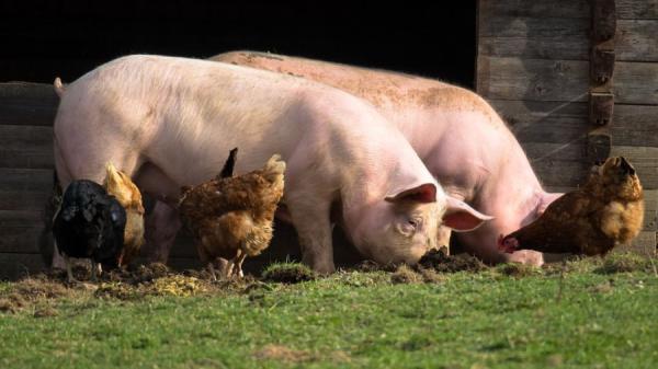 фото pixabay.com |  Верховный суд принял решение по «свинскому» делу из Приморья