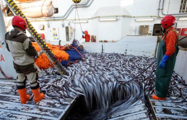 фото: с сайта Росрыболовства |  Росрыболовство готово лишить США минтая в Беринговом море: АДМ И АСРФ против