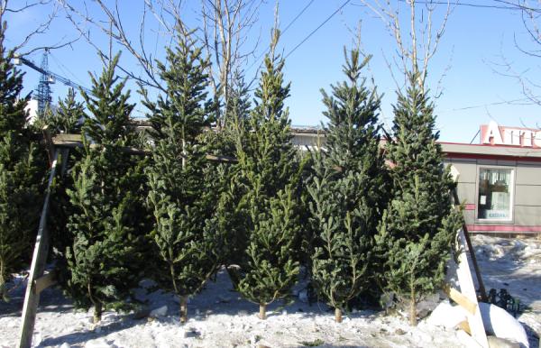 фото: vlc.ru |  Стало известно, когда во Владивостоке можно будет купить живую елку на Новый год