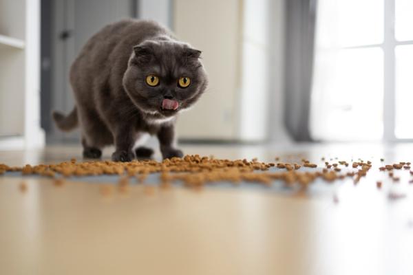 фото: freepik.com |  Названы самые лучшие корма для кошек российского производства